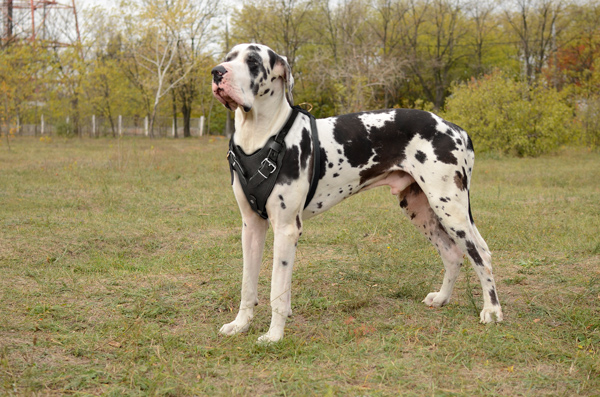 Walking Attack Training Leather Great Dane Harness